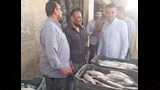الأسماك الفاسدة