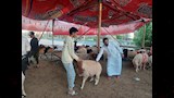 اختيار الأضحية