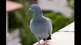 pigeon-4985154_1280
