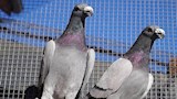  10 أسرار عن الحمام الزاجل الذي يُباع بأكثر من مليون يورو