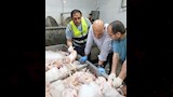   ضربات استباقية قبل العيد.. ضبط 3 أطنان دواجن فاسدة بالقليوبية وطوارئ بسبب النافق في المنوفية