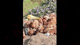 الأهالي أبلغوا الجهات المعنية
