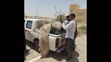 وصول الشتلات
