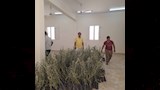 شتلات الزيتون