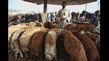 تجمع مواشي