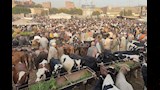 زحام كبير بسوق المواشي