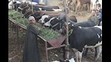 أكبر تجمع مواشي