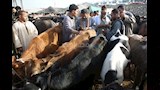 فحص وشراء الأضاحي