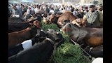 سوق مواشي نابض_