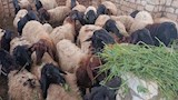 تربية الخراف والماعز بالمنيا (3)