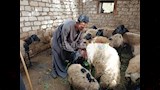 تربية الخراف والماعز بالمنيا (4)