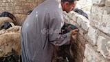 تربية الخراف والماعز بالمنيا (5)