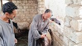 تربية الخراف والماعز بالمنيا (6)