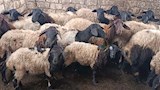 تربية الخراف والماعز بالمنيا (1)