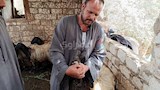 تربية الخراف والماعز بالمنيا (7)