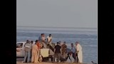 اصطياد سمكة القرش 