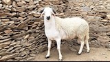 خروف أكسفورد