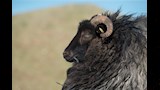 أغرب 5 أنواع من سلالات الأغنام حول العالم (صور) 