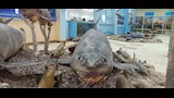 سمكة قرش ماكو محنطة 