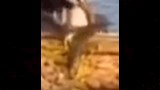 زيل سمكة القرش بعد صيدها