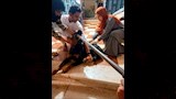 تطعيم الكلاب ضد السعار  