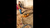 متخصصين لمسك الكلاب  