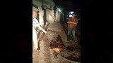 حملة لتكريم الكلاب الضالة 