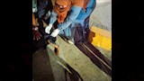 التطعيم ضد السعار  