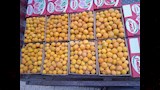 ذبابة تُكبد المزارعين خسائر كبيرة بالقليوبية (4)