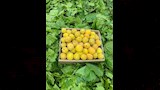 ذبابة تُكبد المزارعين خسائر كبيرة بالقليوبية (2)