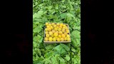ذبابة تُكبد المزارعين خسائر كبيرة بالقليوبية (3)
