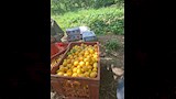 ذبابة تُكبد المزارعين خسائر كبيرة بالقليوبية (8)