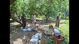 ذبابة تُكبد المزارعين خسائر كبيرة بالقليوبية (7)
