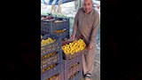 ذبابة تُكبد المزارعين خسائر كبيرة بالقليوبية (11)