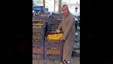 ذبابة تُكبد المزارعين خسائر كبيرة بالقليوبية (9)