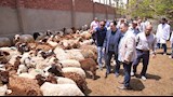 رئيس جامعة القاهرة يتفقد حقول القمح بكلية الزراعة وحظائر الماشية (28)