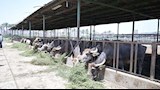 رئيس جامعة القاهرة يتفقد حقول القمح بكلية الزراعة وحظائر الماشية (11)