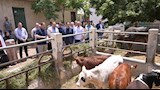 رئيس جامعة القاهرة يتفقد حقول القمح بكلية الزراعة وحظائر الماشية (12)