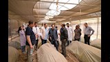 رئيس جامعة القاهرة يتفقد حقول القمح بكلية الزراعة وحظائر الماشية (17)