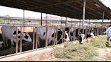 رئيس جامعة القاهرة يتفقد حقول القمح بكلية الزراعة وحظائر الماشية (22)