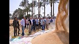 رئيس جامعة القاهرة يتفقد حقول القمح بكلية الزراعة وحظائر الماشية (24)
