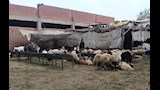 أسواق الماشية (3)