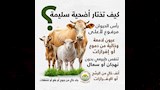 الأضحية