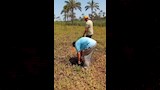 خلال فحص اللجنة اراضي البرلس