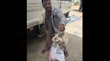 أثناء فحص الدواجن النافقة