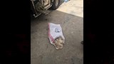 الدواجن النافقة