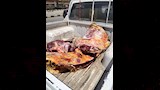 ضبط عشرات الأطنان من اللحوم غير المطابقة للمواصفات (6)