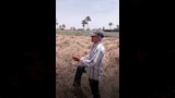تسرب مياه الشرب يدمر محصول القمح لفلاح بالفيوم
