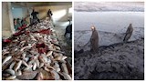 لدعم السوق المحلي.. حصاد 68 طنًا من الأسماك بمزرعة برسيق في البحيرة (صور)
