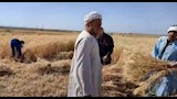 توريد القمح للشون والصوامع بالفيوم 2